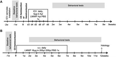 Low-Molecular Weight Protamine Overcomes Chondroitin Sulfate Inhibition of Neural Regeneration